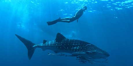 Guía de Koh Tao