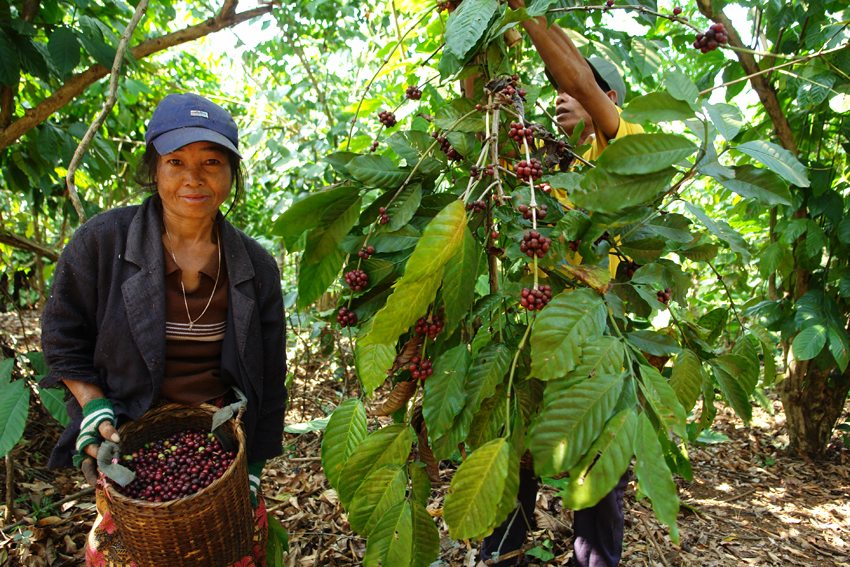 Coffee farm
