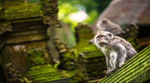 Monkey Forest de Ubud Monkey Forest de Ubud