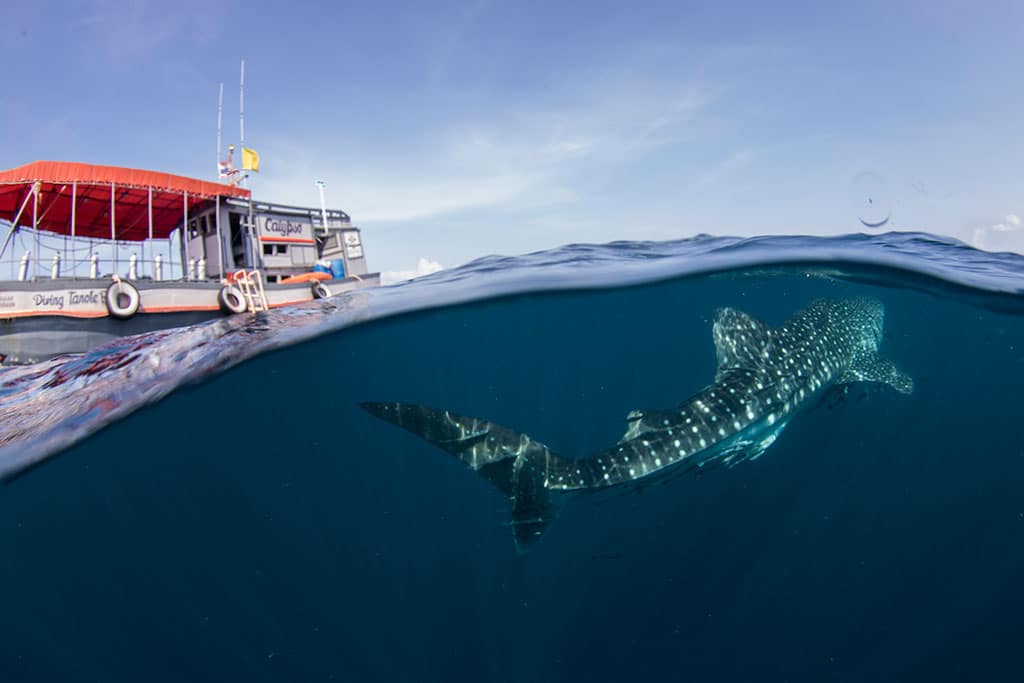 Tiburon ballena en koh tao